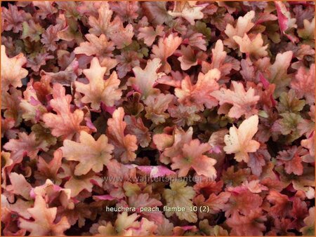 Heuchera &#39;Peach Flambe&#39;