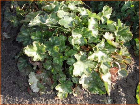 Heuchera brizoides &#39;Pluie de Feu&#39;