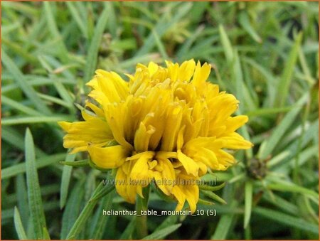 Helianthus &#39;Table Mountain&#39;