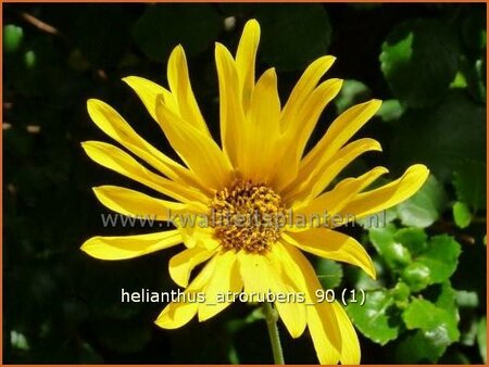 Helianthus atrorubens