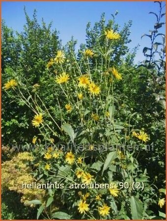 Helianthus atrorubens