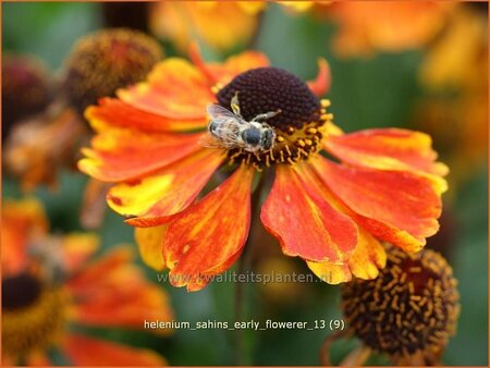 Helenium &#39;Sahins Early Flowerer&#39;