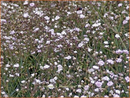 Gypsophila &#39;Rosenschleier&#39;