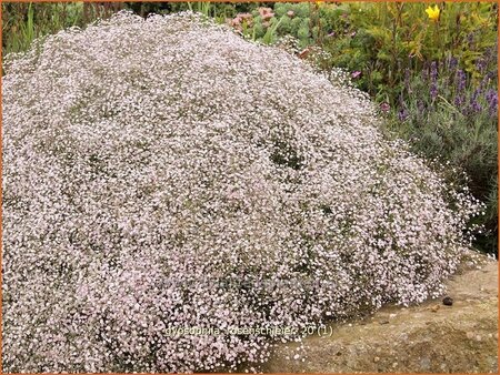 Gypsophila &#39;Rosenschleier&#39;