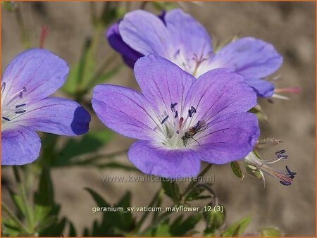 Geranium sylvaticum &#39;Mayflower&#39;