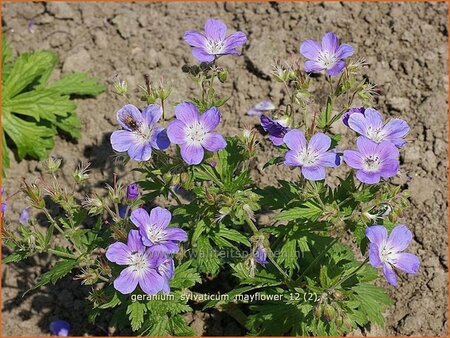 Geranium sylvaticum &#39;Mayflower&#39;