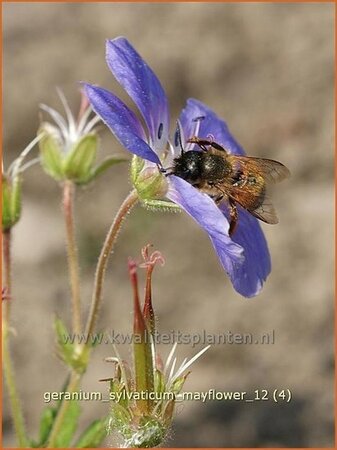 Geranium sylvaticum &#39;Mayflower&#39;