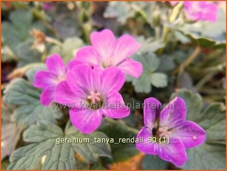 Geranium &#39;Tanya Rendall&#39;