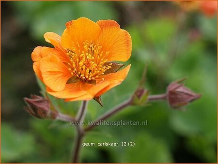 Geum &#39;Carlskaer&#39;