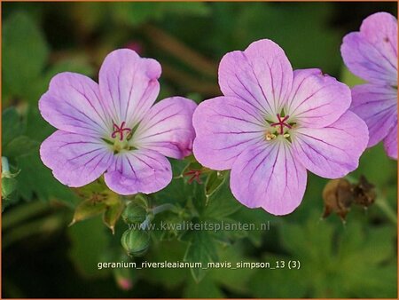 Geranium riversleaianum &#39;Mavis Simpson&#39;