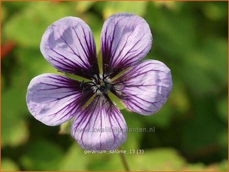 Geranium &#39;Salome&#39;