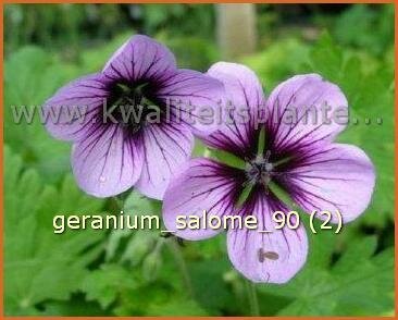 Geranium &#39;Salome&#39;