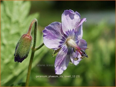 Geranium phaeum &#39;Lily Lovell&#39;