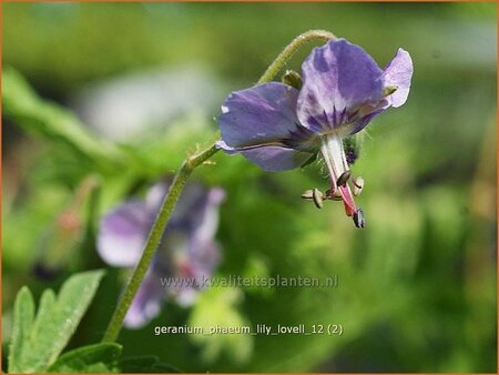 Geranium phaeum &#39;Lily Lovell&#39;