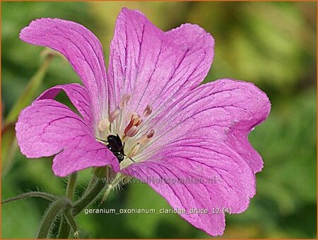 Geranium oxonianum &#39;Claridge Druce&#39;