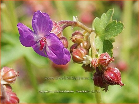 Geranium macrorrhizum &#39;Montasch&#39;