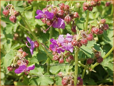 Geranium macrorrhizum &#39;Montasch&#39;