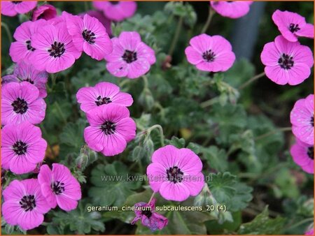 Geranium cinereum subcaulescens