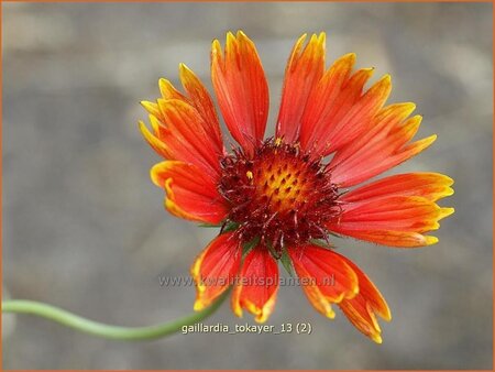 Gaillardia &#39;Tokayer&#39;