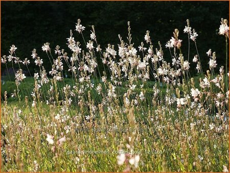 Gaura lindheimeri &#39;Corrie&#39;s Gold&#39;