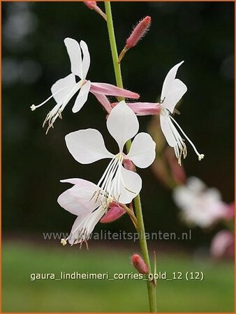 Gaura lindheimeri &#39;Corrie&#39;s Gold&#39;