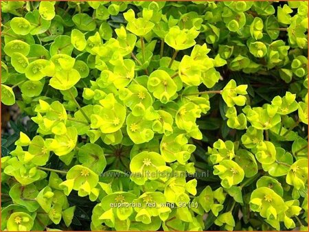 Euphorbia &#39;Red Wing&#39;