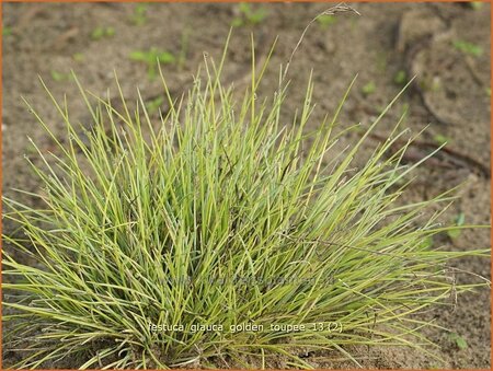 Festuca glauca &#39;Golden Toupee&#39;