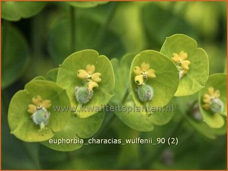 Euphorbia characias wulfenii