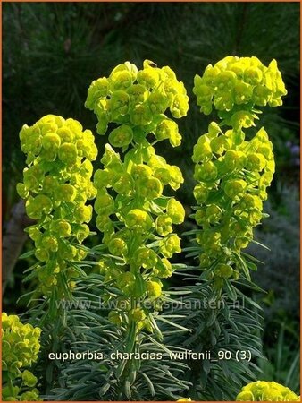 Euphorbia characias wulfenii