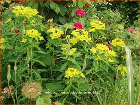 Euphorbia cornigera &#39;Goldener Turm&#39;