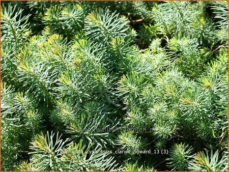 Euphorbia cyparissias &#39;Clarice Howard&#39;