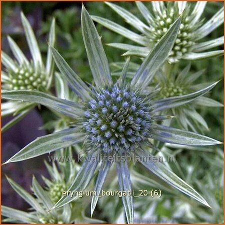 Eryngium bourgatii