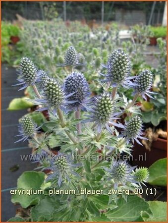 Eryngium planum &#39;Blauer Zwerg&#39;