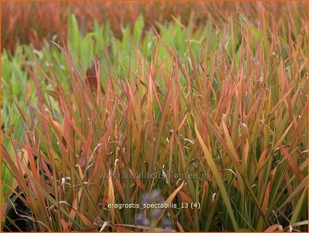 Eragrostis spectabilis