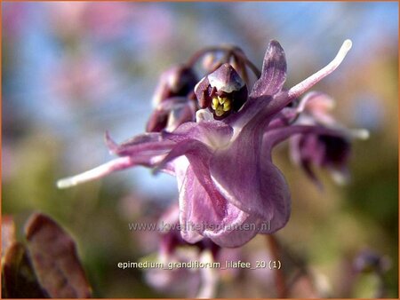 Epimedium grandiflorum &#39;Lilafee&#39;