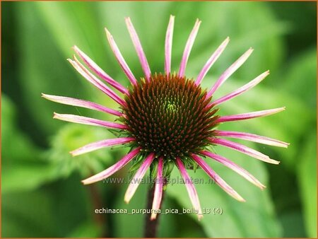 Echinacea purpurea &#39;Pica Bella&#39;
