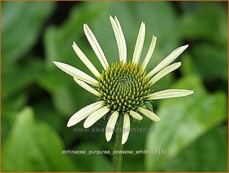 Echinacea purpurea &#39;Powwow White&#39;