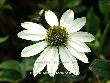 Echinacea purpurea &#39;Powwow White&#39;