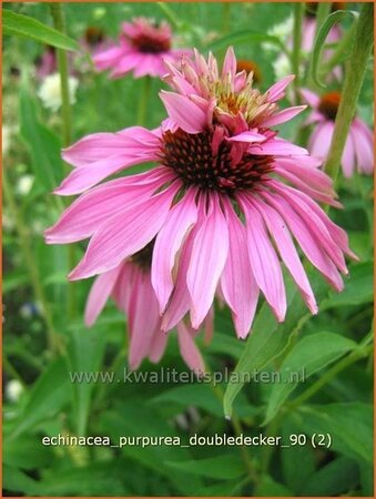 Echinacea purpurea &#39;Doubledecker&#39;