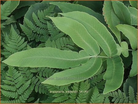 Dryopteris sieboldii