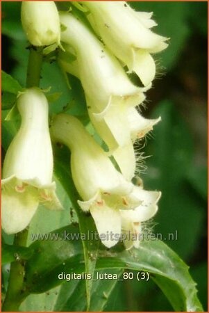 Digitalis lutea