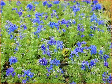 Delphinium grandiflorum &#39;Blue Butterfly&#39;