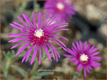 Delosperma cooperi