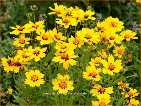 Coreopsis lanceolata &#39;Sterntaler&#39;