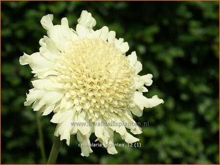 Cephalaria gigantea