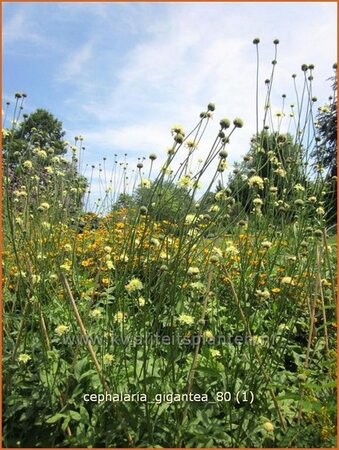 Cephalaria gigantea