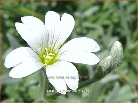 Cerastium tomentosum