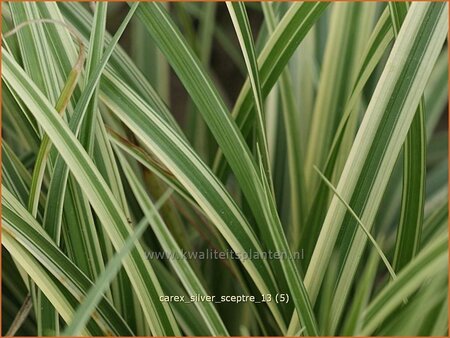 Carex &#39;Silver Sceptre&#39;