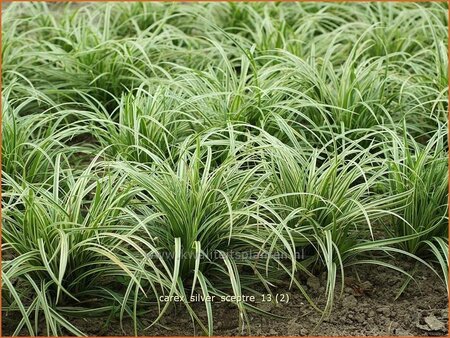 Carex &#39;Silver Sceptre&#39;