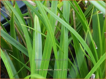 Carex morrowii &#39;Mosten&#39;